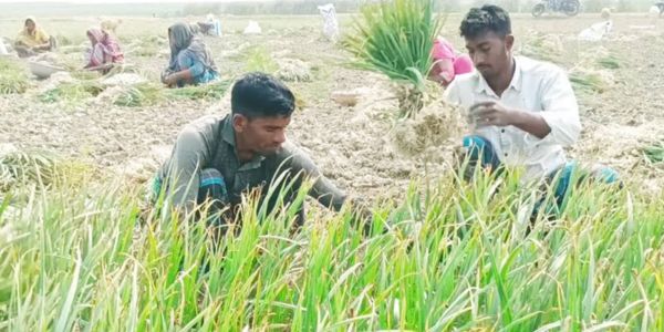 বাজার ধরতে অপরিপক্ব রসুন তুলছেন রাজবাড়ীর কৃষকরা